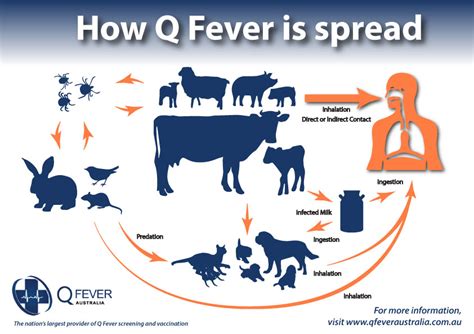 what is q fever disease